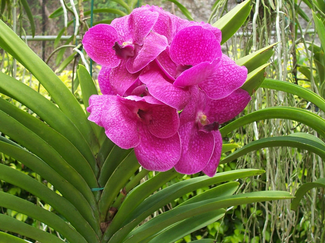 Tropical Garden Barbados-Saint George Parish必去景点