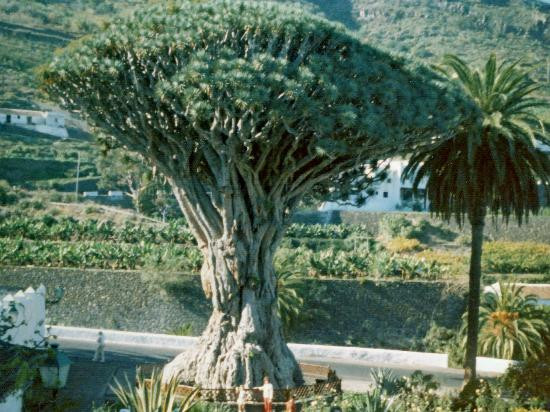 Parque del Drago景点图片