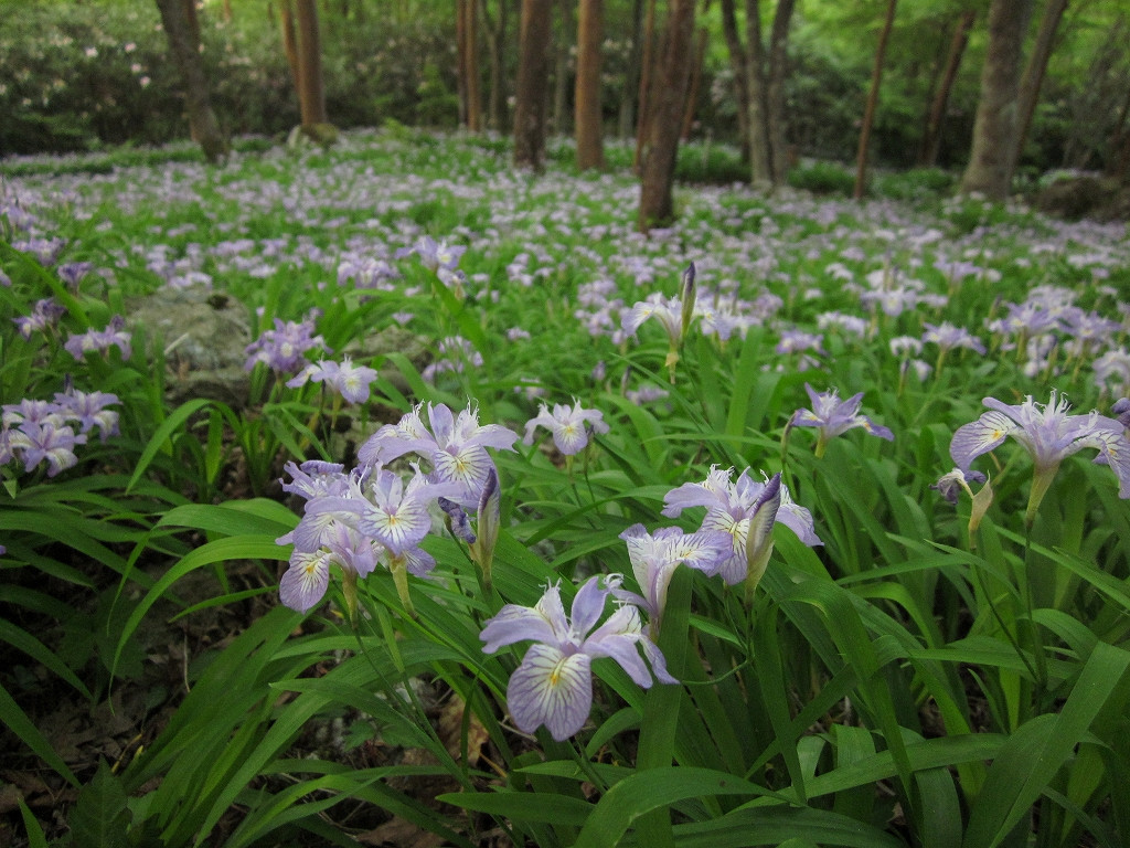 Shikokusangaku Botanical Garden Gakujin no Mori-神山町必去景点