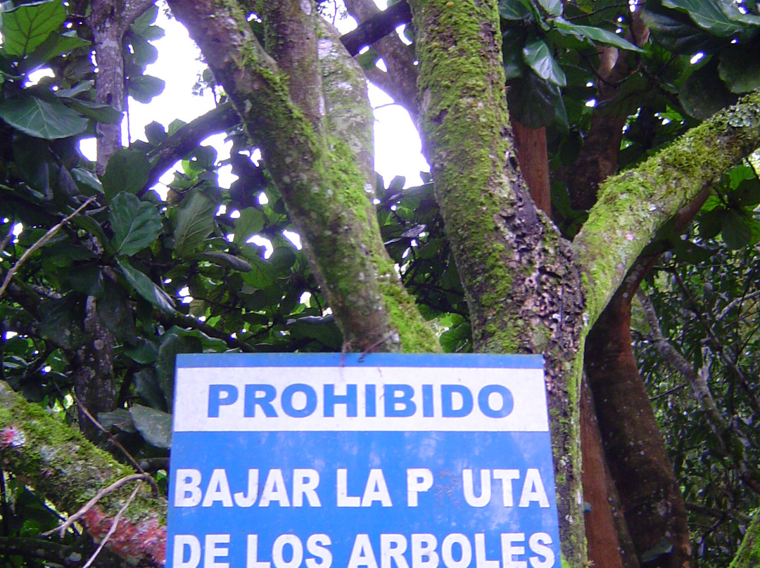 Mariposa Azul