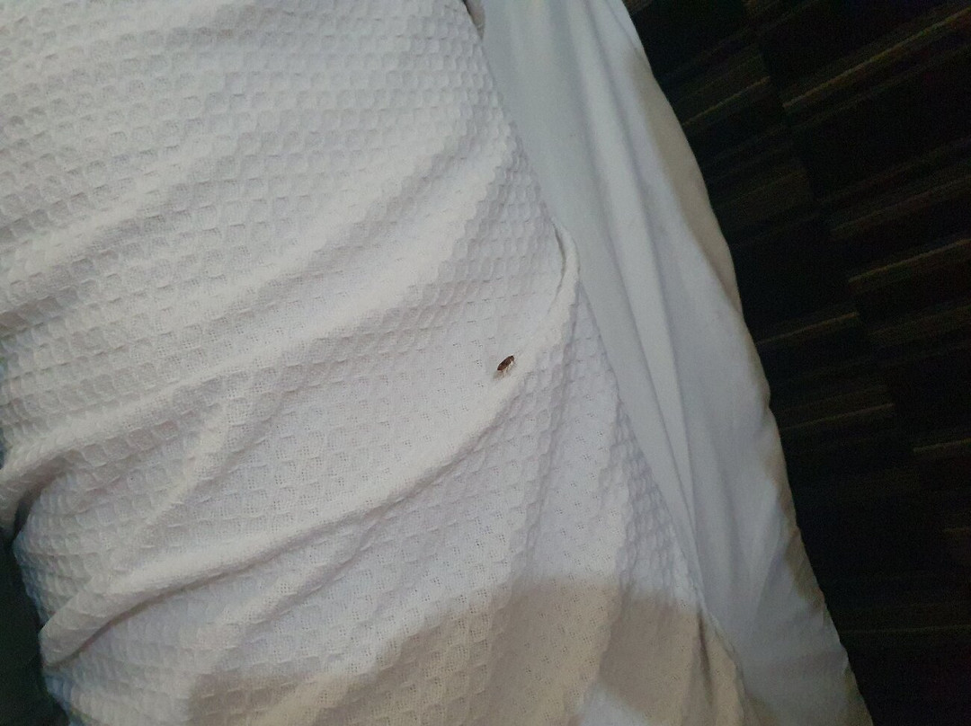 La Quinta Inn & Suites by Wyndham Alamo - McAllen East主图