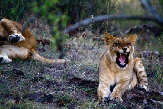 null-纳库鲁湖国家公园