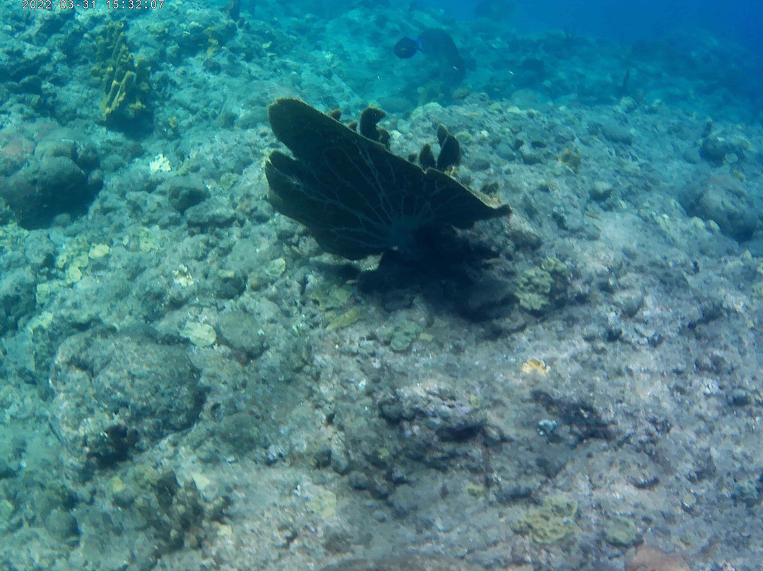 Donny's Snorkel Center-Pointe Michel必去景点
