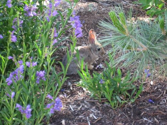 Red Butte Garden-盐湖城必去景点