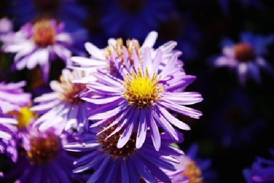 Les Jardins de Colette-Varetz必去景点