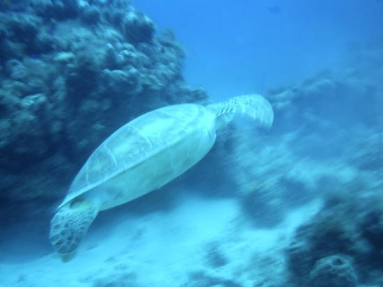 St. Thomas Dive Center-Bolongo Bay必去景点