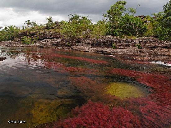Cano Cristales-La Macarena必去景点