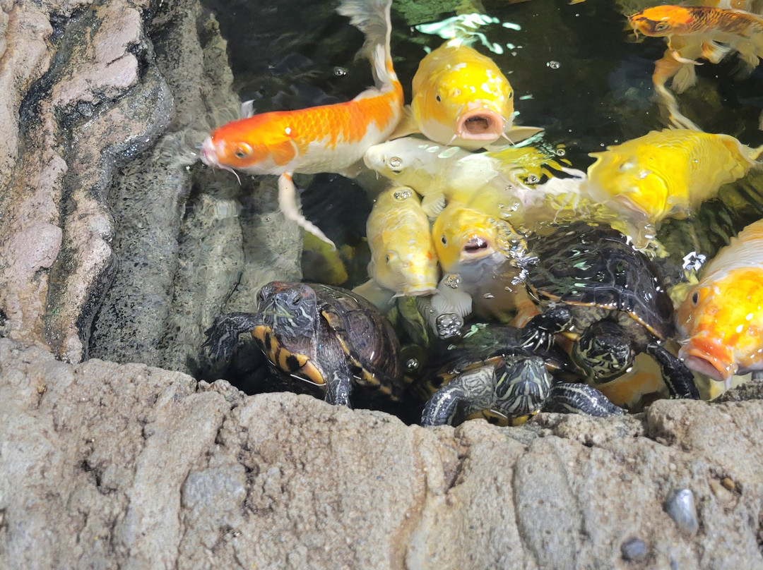 SeaQuest Trumbull-特兰伯尔必去景点