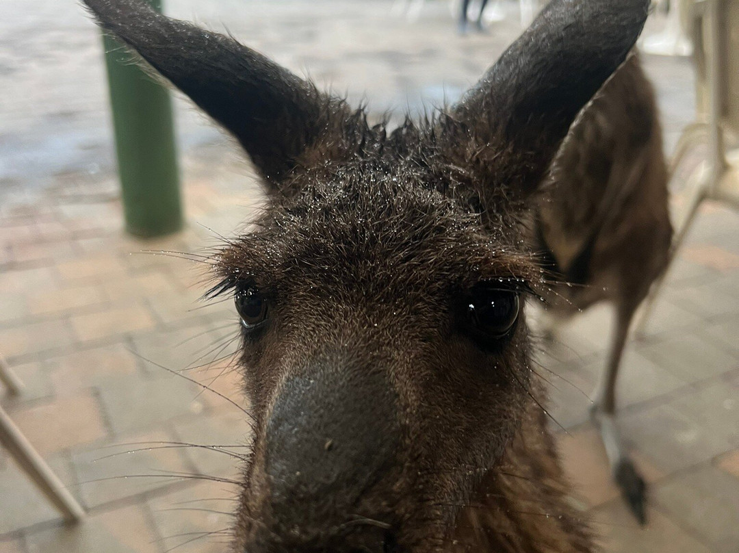 Cape Hillsborough National Park-Cape Hillsborough必去景点