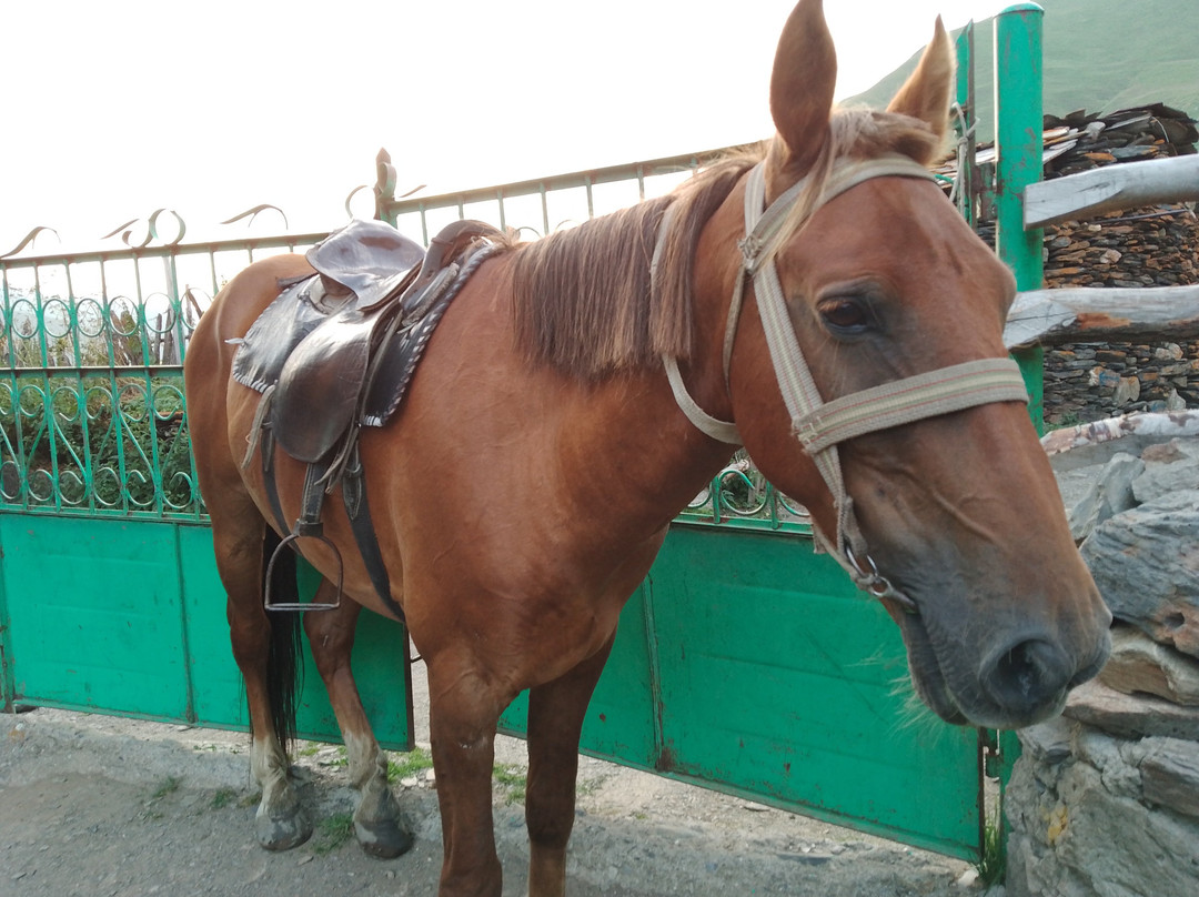 Horse rentals and tours in Ushguli景点图片