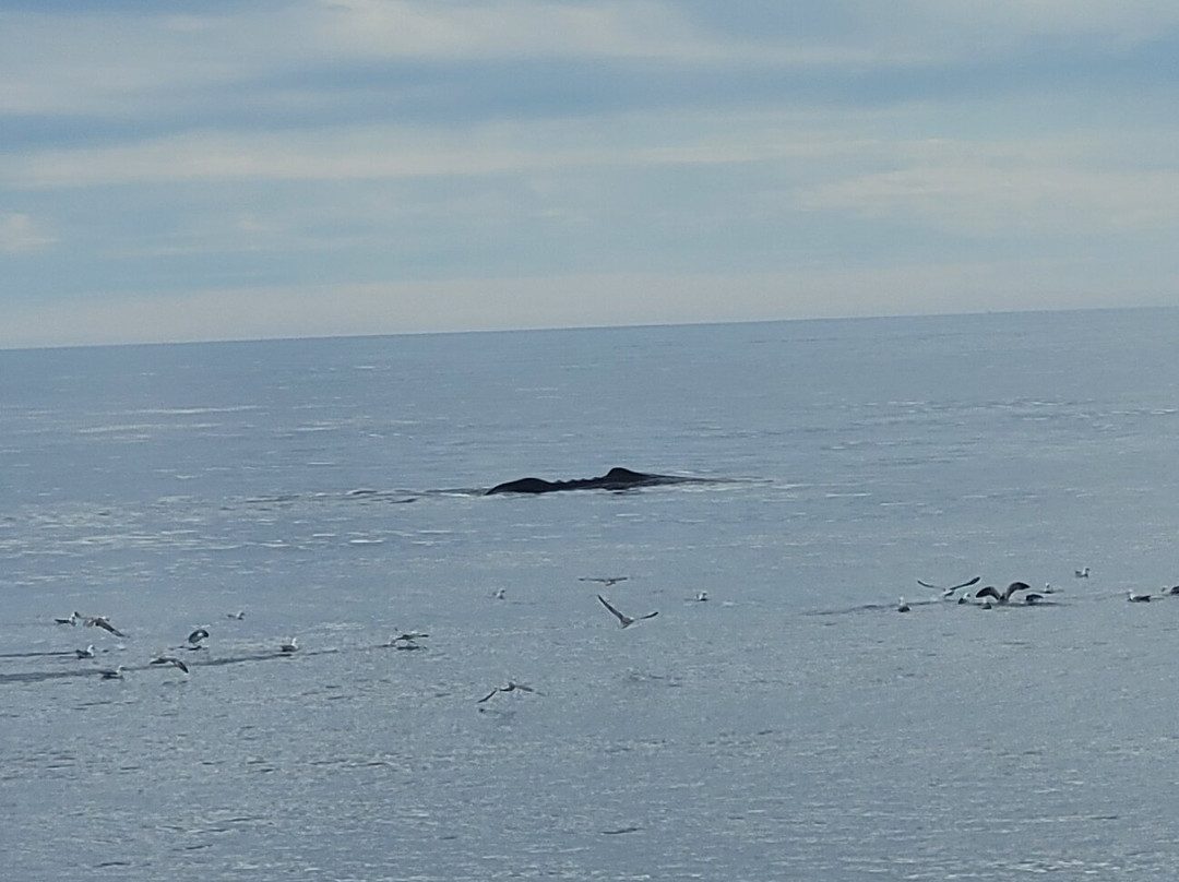Arctic Whale Tours景点图片