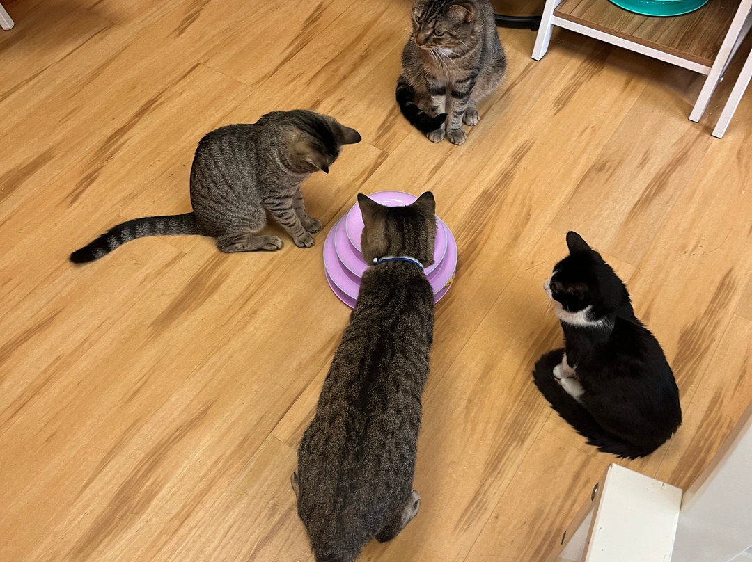 Mew Haven Cat Cafe-纽黑文必去景点