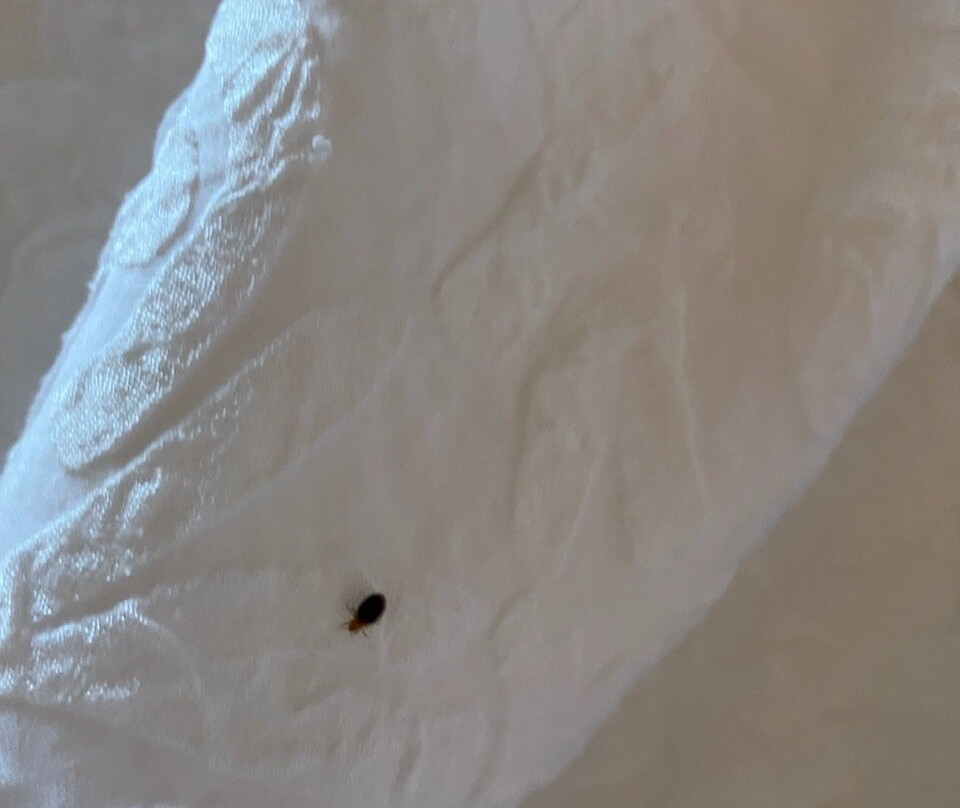 Hampton Inn St. Robert / Ft. Leonard Wood主图