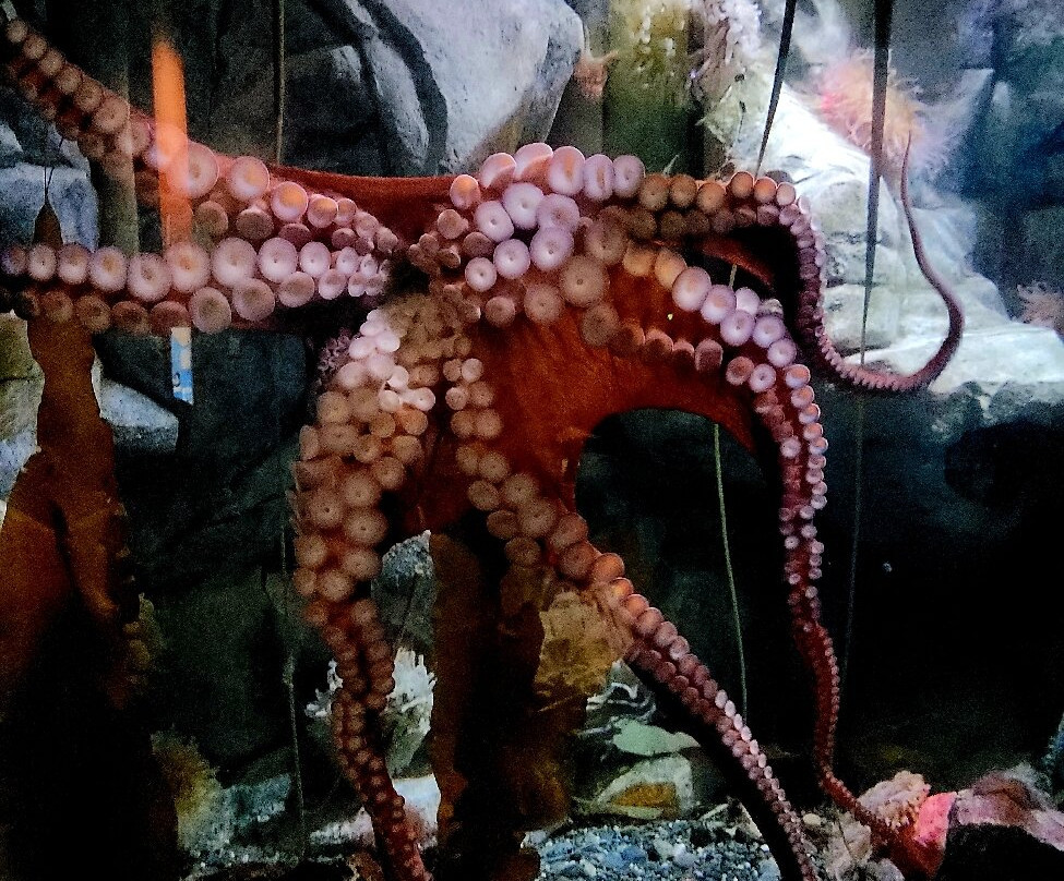 Point Defiance Zoo & Aquarium景点图片