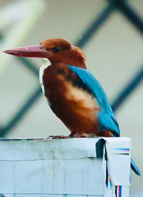 Blue Jelly Marina主图