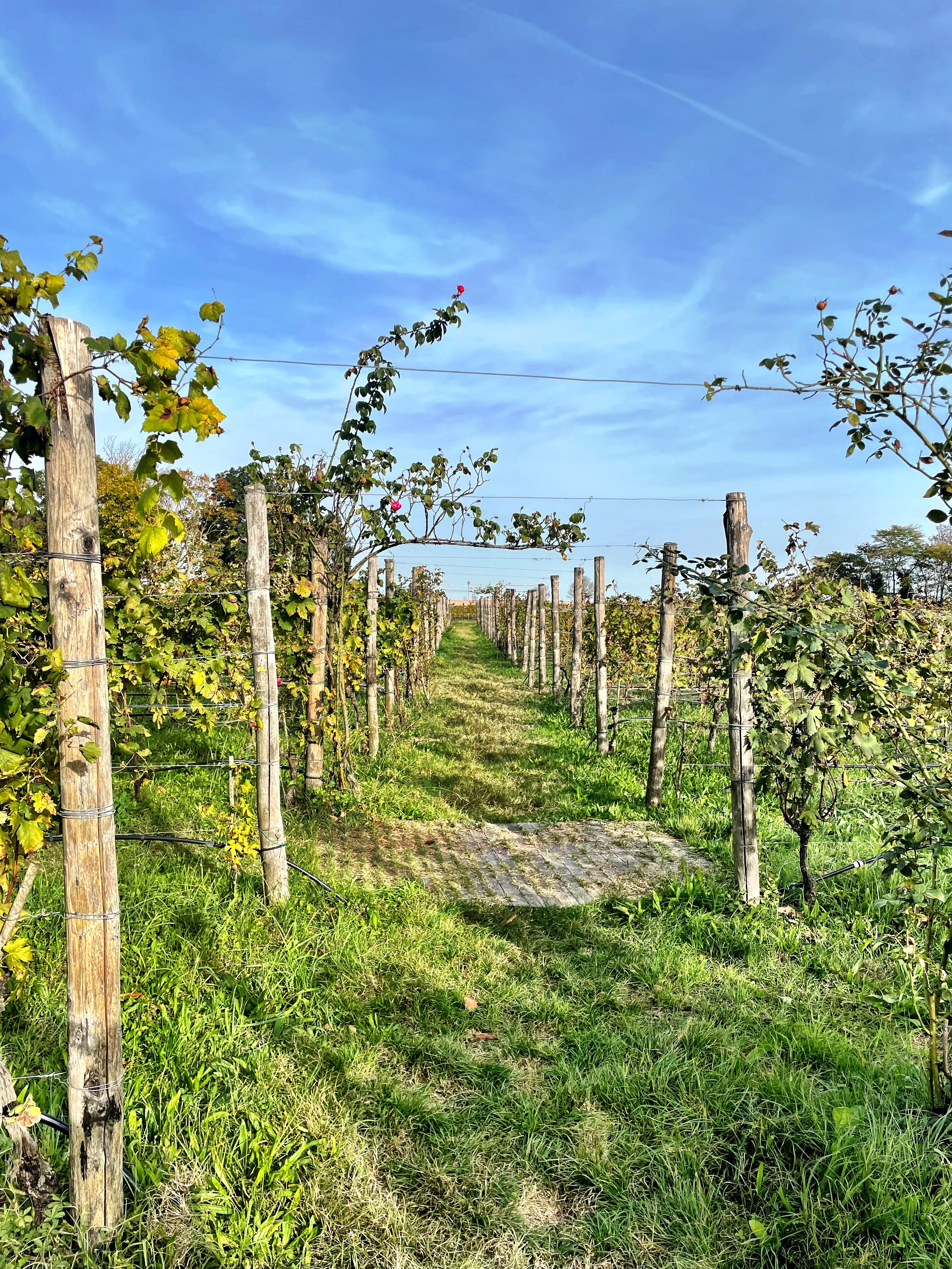 Venissa - Wine Resort-浴室
