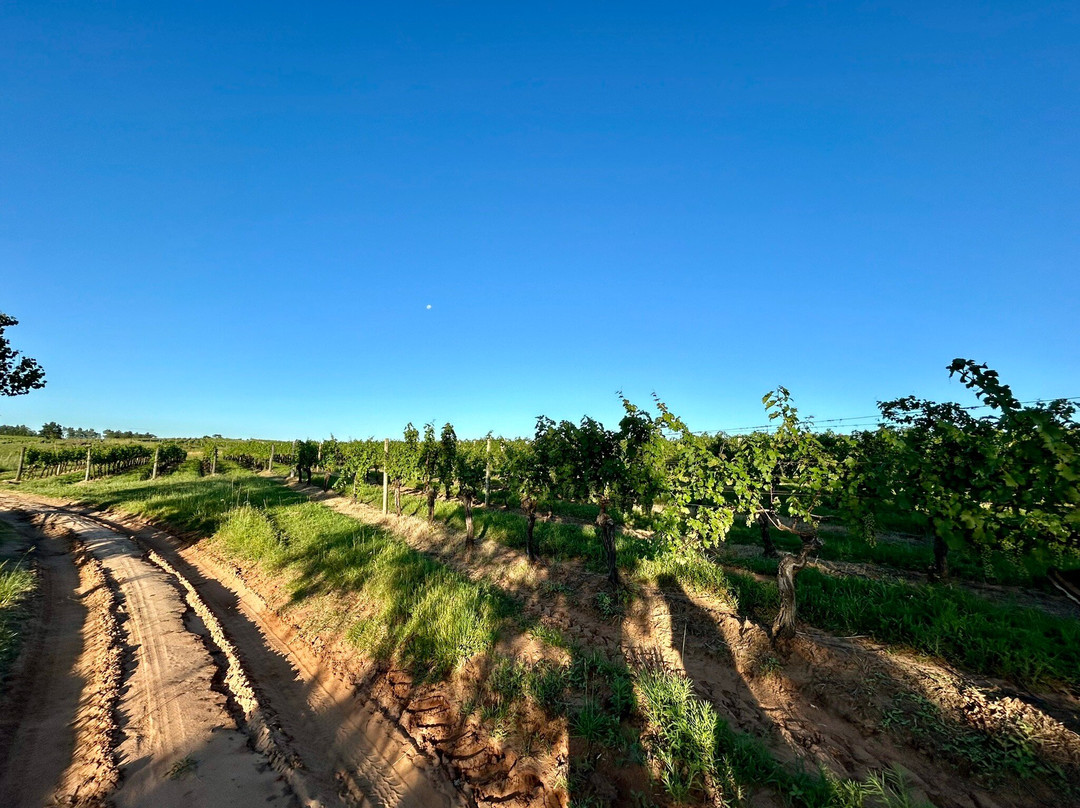 Bodega Cerro Chapeu-Rivera必去景点