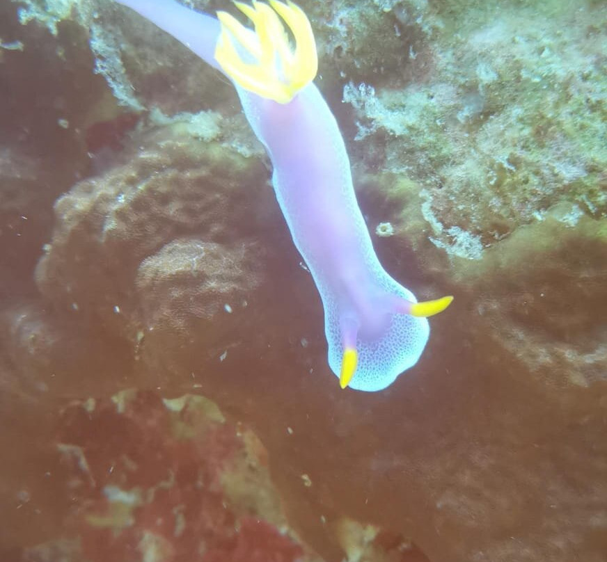 Aquanaut Dive Center-爱妮岛必去景点