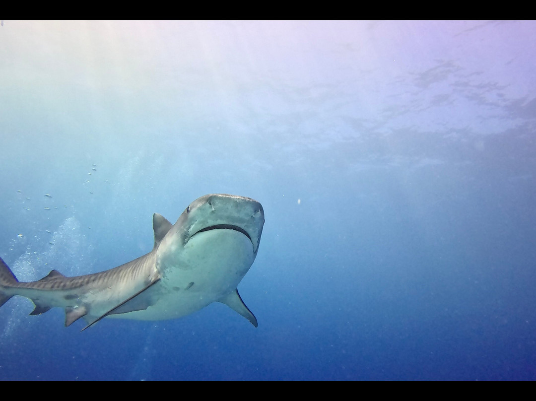 Fuvahmulah Dive School景点图片