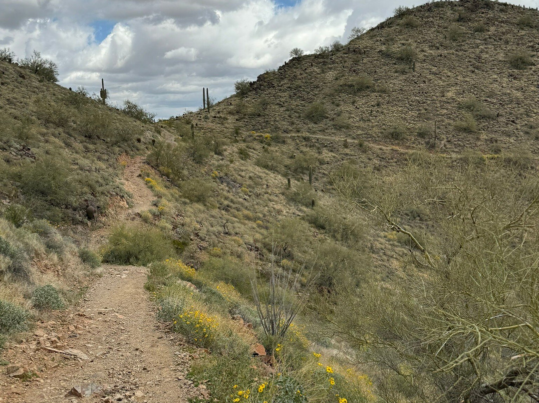 Phoenix Sonoran Desert Preserve景点图片