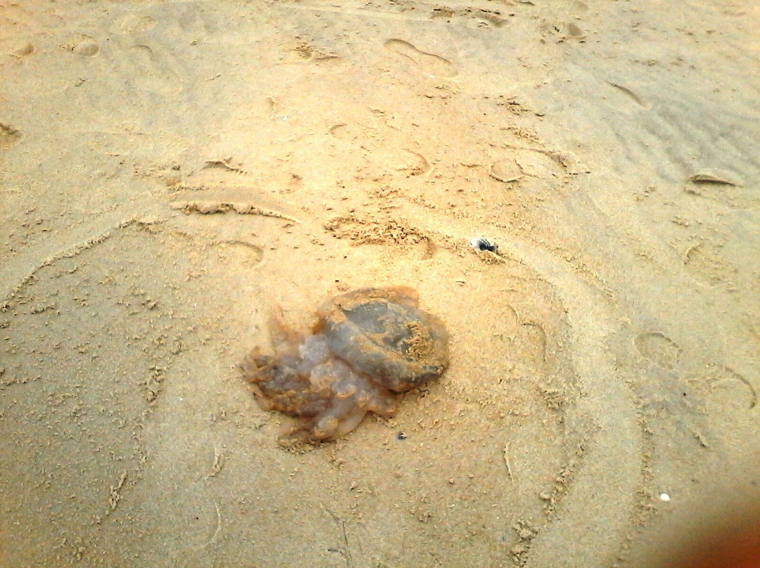 Plage de l'Horizon景点图片