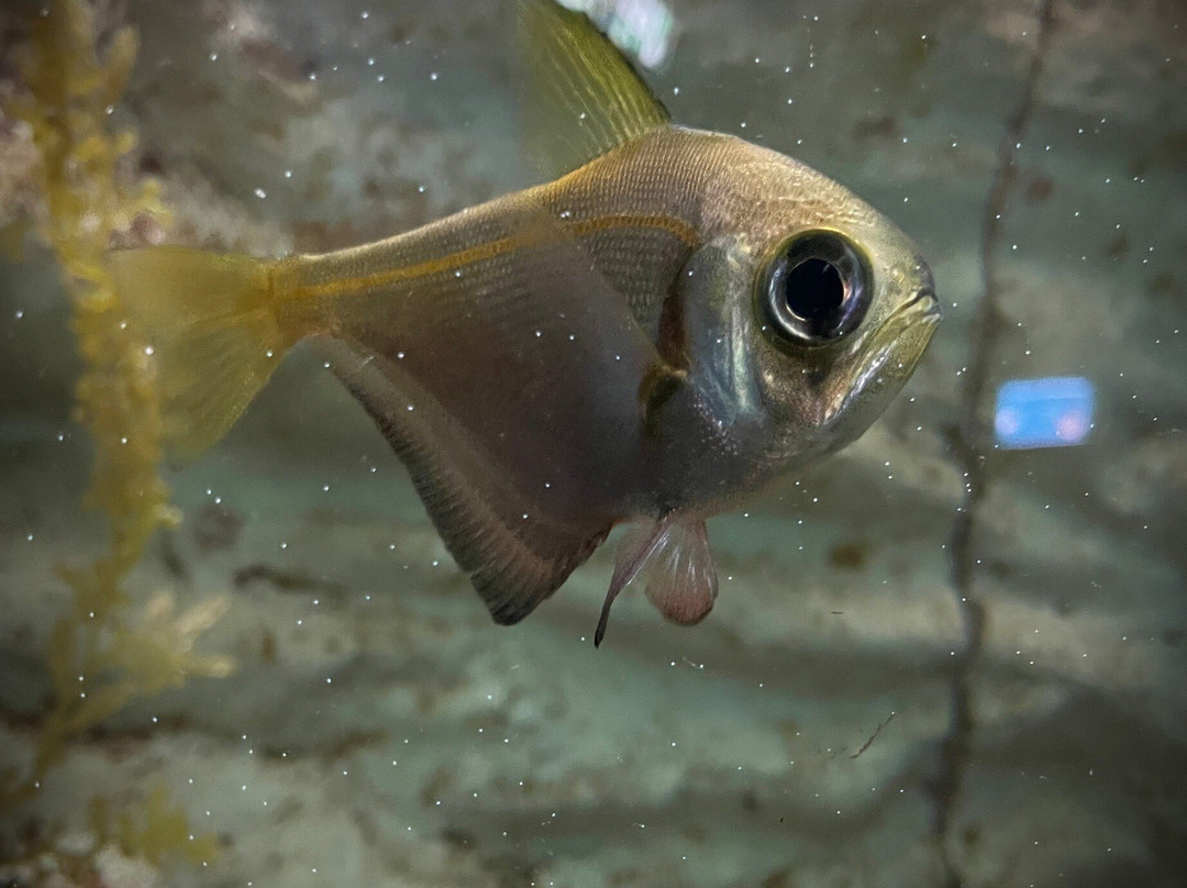 Merimbula Aquarium & Wharf-梅林布拉必去景点
