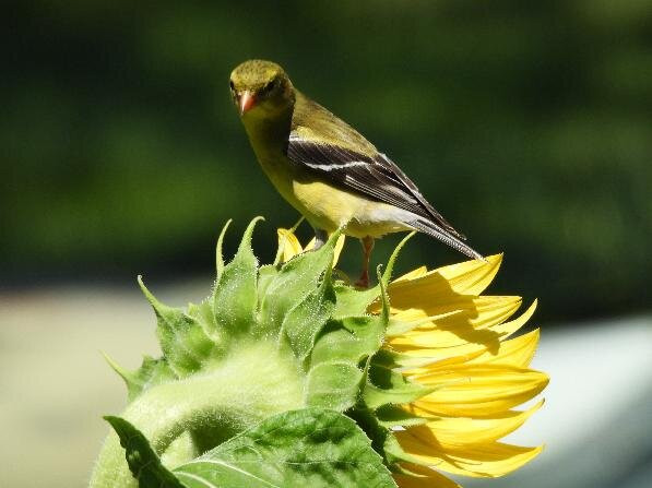 春树林墓园-辛辛那提必去景点