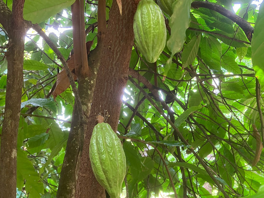 Vanilla Spice Farm-Fujoni必去景点