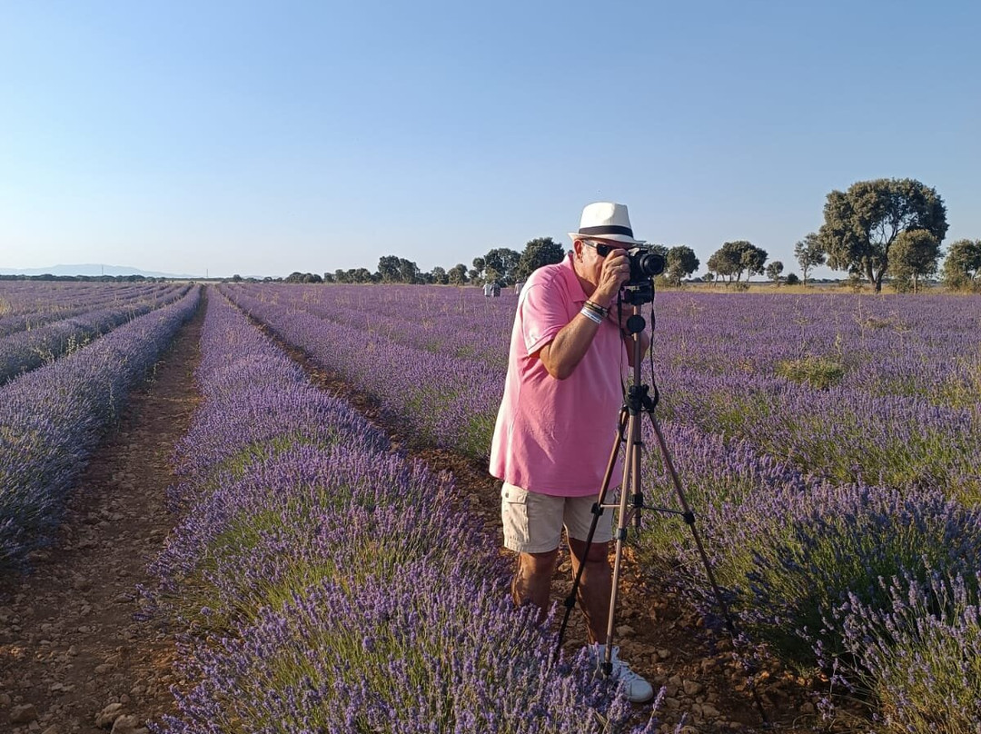 Campos De Lavanda-Brihuega必去景点