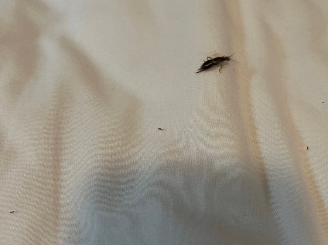 Anne Shirley Motel & Cottages主图