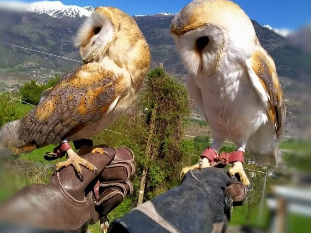 Centro di Falconeria Messaggeri Alati景点图片