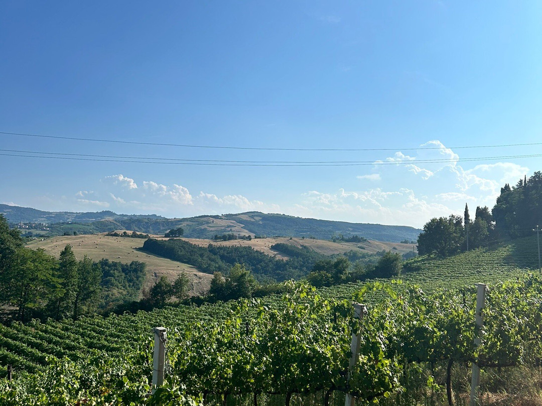 Azienda Agricola Fedrizzi Alessandro景点图片