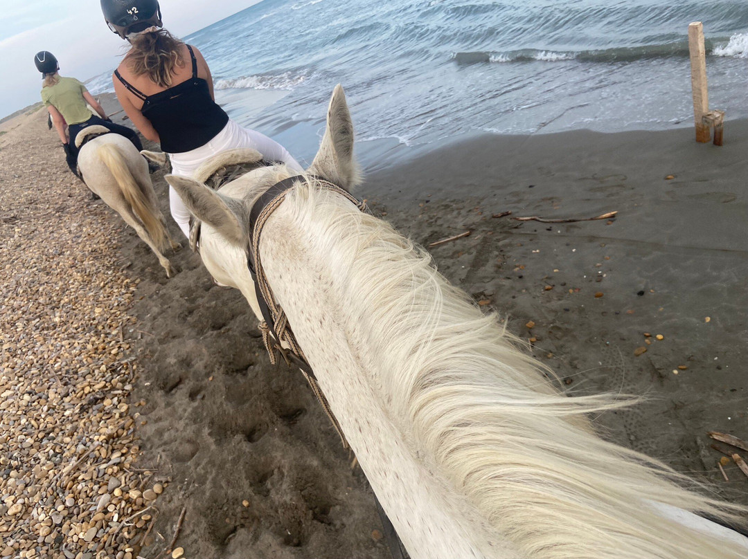 Centre Equestre Crin Blanc景点图片