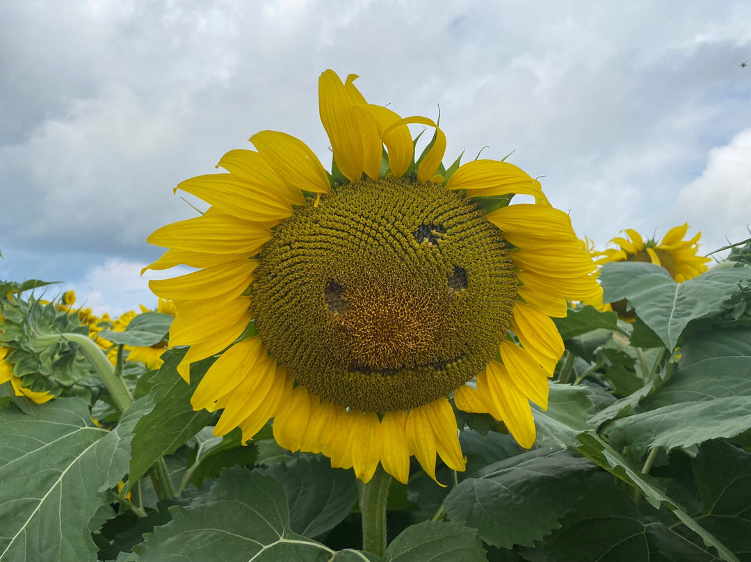 The Sunflower Farm景点图片
