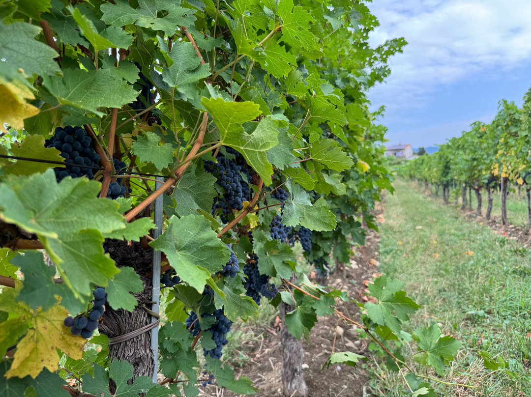 Ferjančič Wines景点图片
