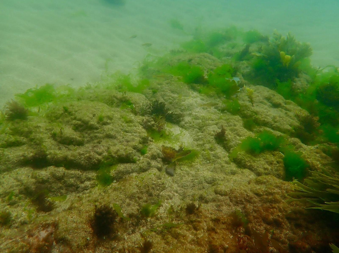 Snorkel Wild景点图片