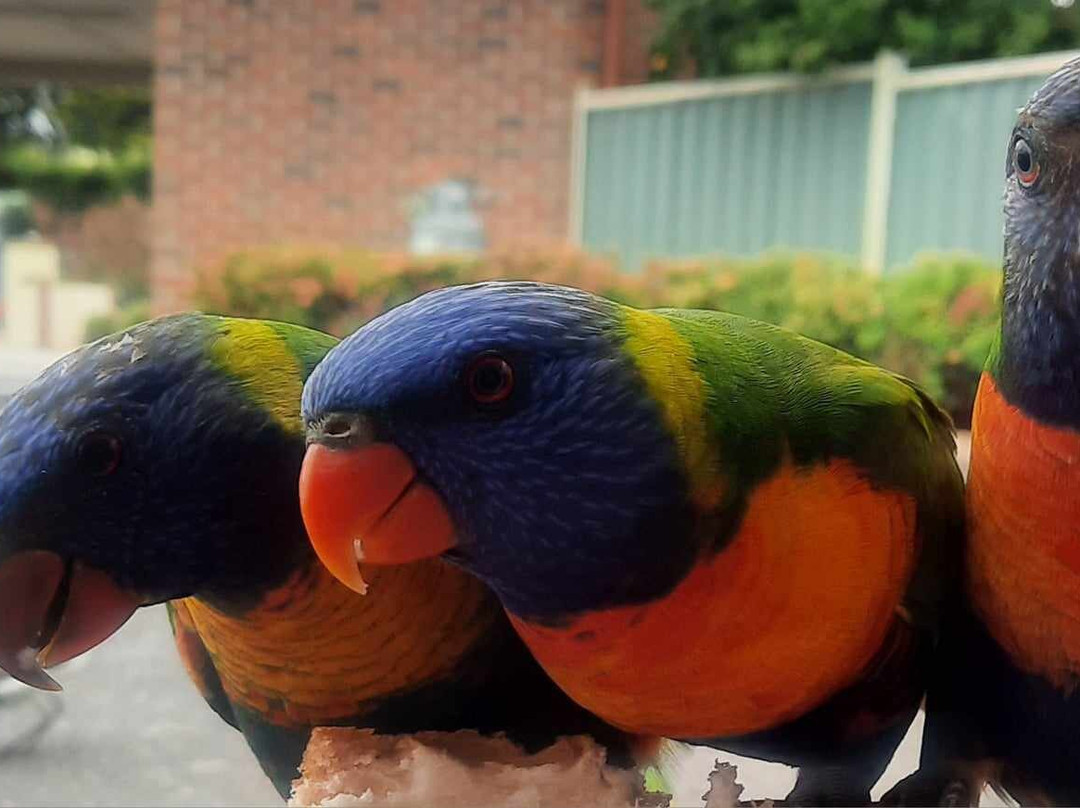 亚瑟菲利普汽车旅馆主图