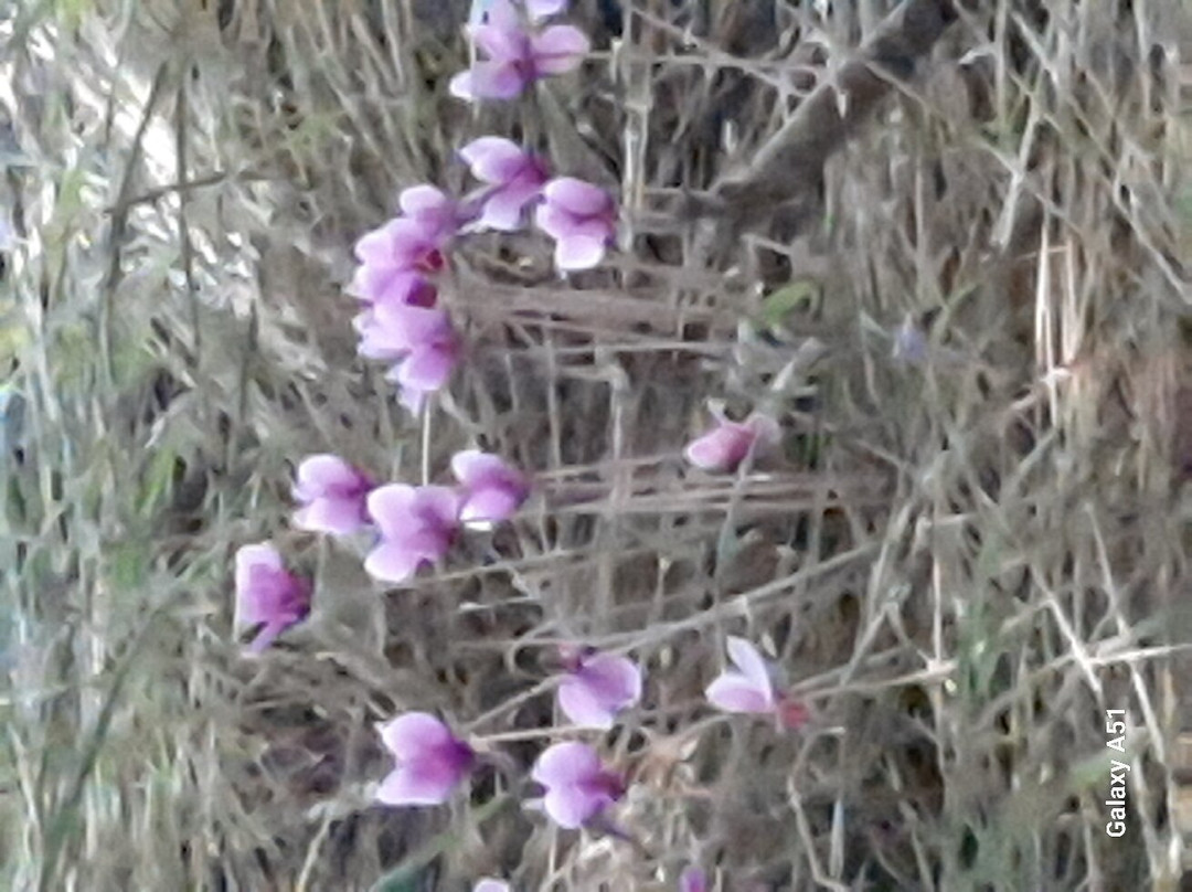 Le Jardin Plume景点图片