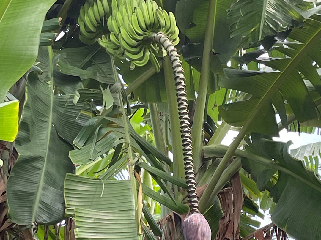 Grimal Grove-Big Pine Key必去景点