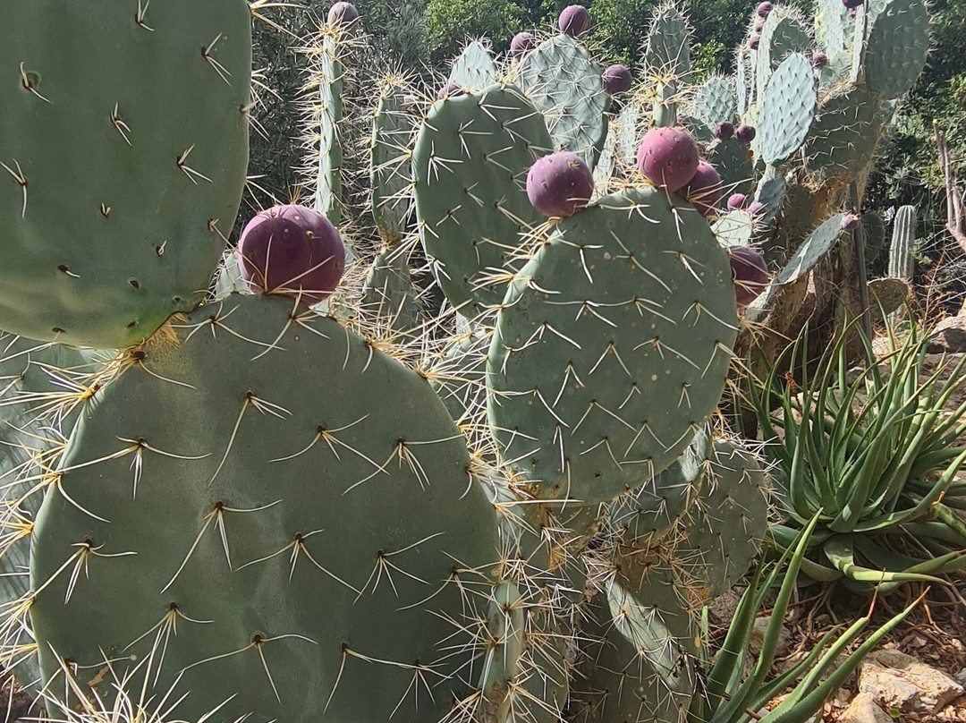 Cactus Nijar景点图片