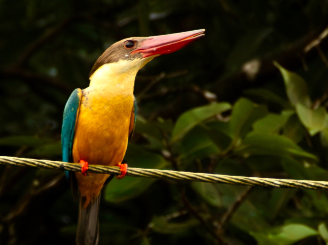 Serene Ravine Homestay主图