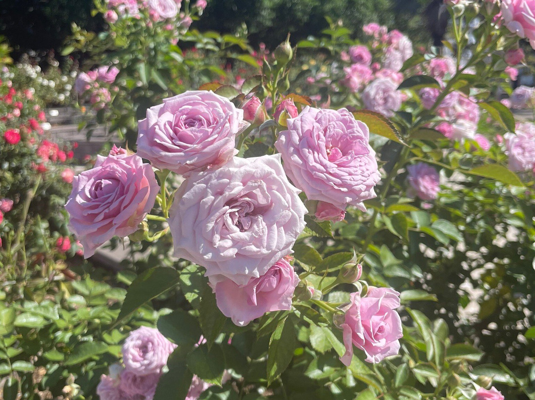 Queens Gardens Townsville-North Ward必去景点