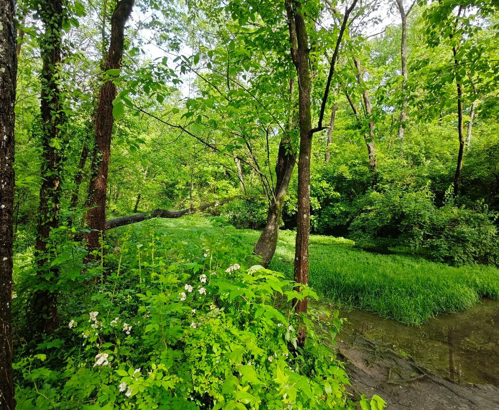 McConnell Springs-列克星敦必去景点
