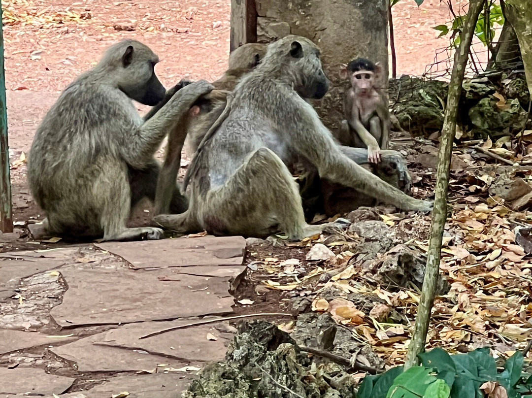 Colobus Conservation-迪亚尼必去景点