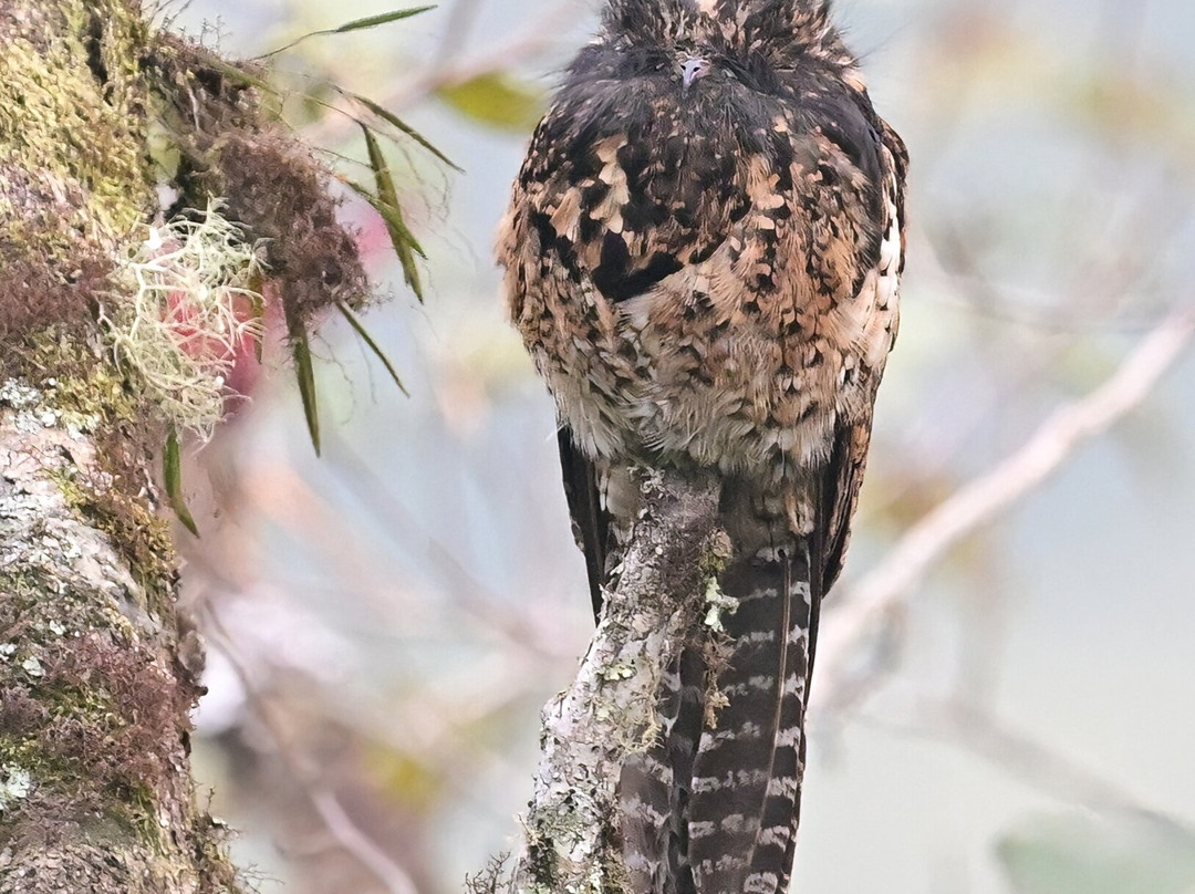 Birds of Peru Tours-马尔多纳多港必去景点