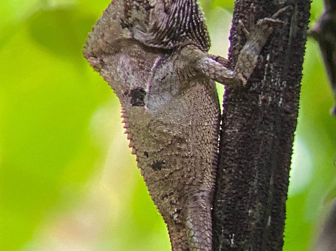 Manuel Antonio Park Wildlife Tour-哥斯达黎加安东尼奥国家公园必去景点