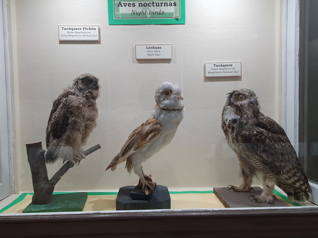 Museo Salesiano / Magiorinno Borgatello-蓬塔阿雷纳斯必去景点