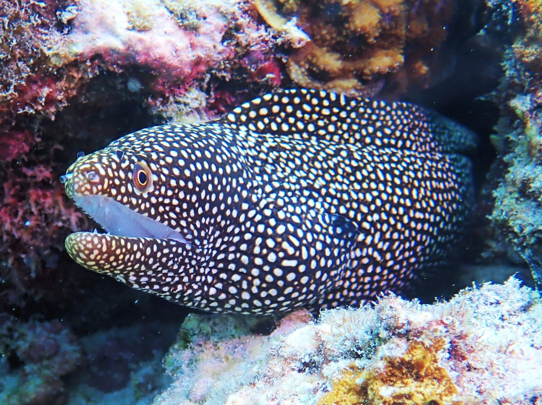 Diving Poseidon-孥归必去景点