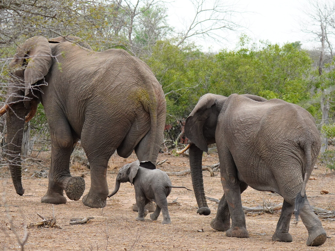B1 Photo Safaris-雾观必去景点