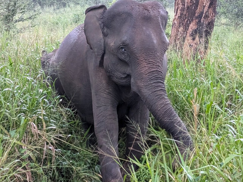 Minneriya Wild Jeep Safari-丹布拉必去景点